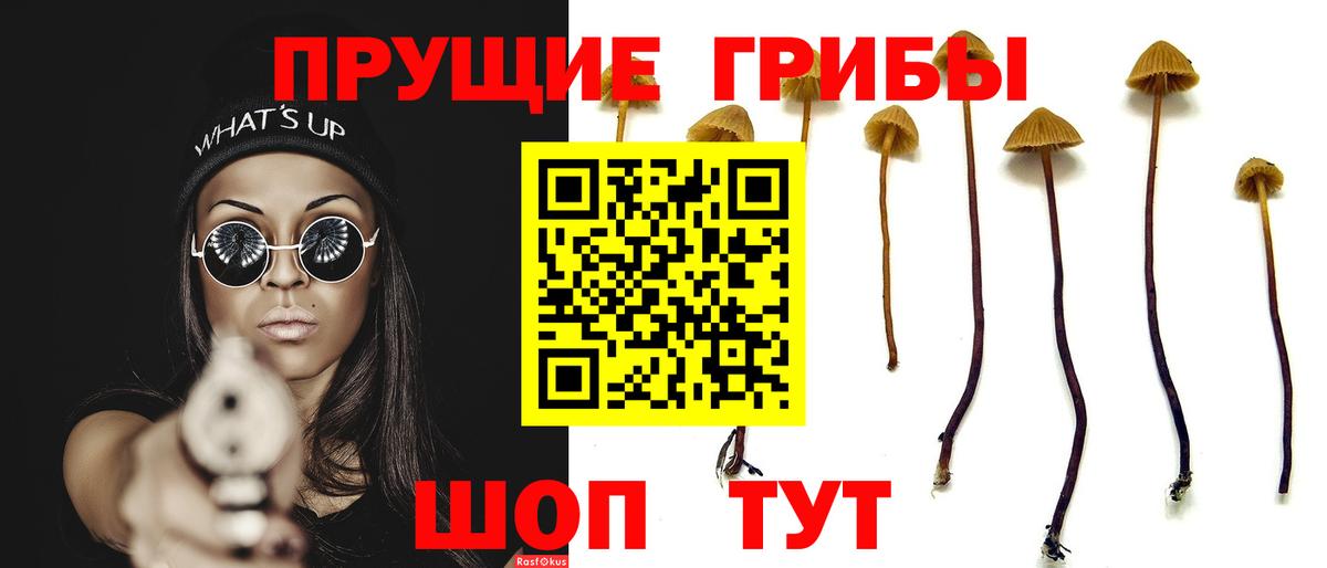 Псилоцибиновые грибы Psilocybe Клинцы